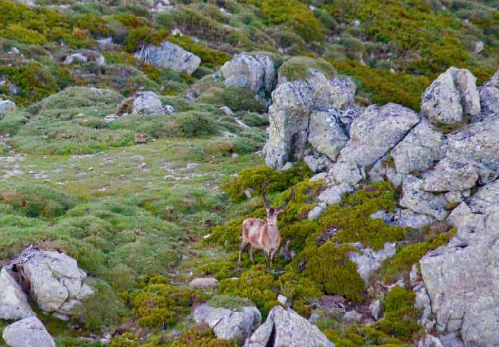 Comptage de mouflons en Corse avec Corse Hélicoptère